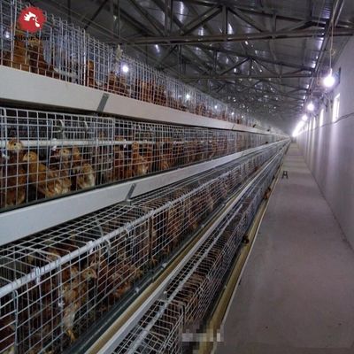 Automated H-Type Broiler Cage System - Full Automatic Hot Galvanized High-Density Poultry Farming Equipment