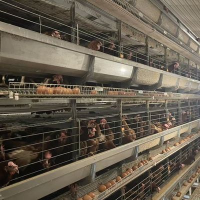 Standard Layer Chicken Cage for Optimal Space Utilization and Durable Poultry Rearing