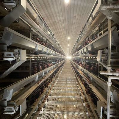 Battery Chicken Cages Corrosion Resistant Long Lasting Poultry Equipment Suitable For Large Farms