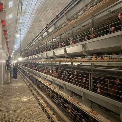 Automatic H-Type Layer Battery Cage System for Commercial Chicken Farms with Hot-Dip Galvanized Steel and Automated Egg Collection in 3-8 Tiers