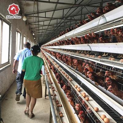 Hot-Dip Galvanized A-Type Layer Battery Cage System with Automatic Egg Collecting and 20 Years Service Life