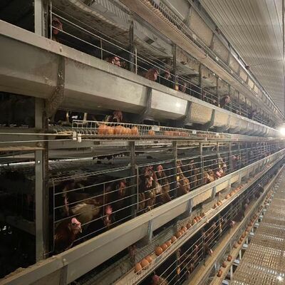 Hot Galvanized H Type Layer Cage with Automatic Feeding for Large Poultry Farm Projects