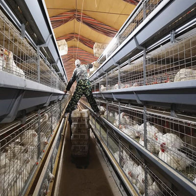 Automated H-Type Broiler Cage System Hot-Dip Galvanized Full Automatic High-Density Poultry Farming Equipment