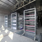 1.25m Hens Poultry Manure Removal System 3-8tiers Automated