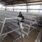 Chicken Farm Use A Type Poultry Cage 96 Birds / Set galvanized steel