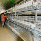 Full Automatic Layer Battery Cage H Type 5 Layers / Cell