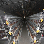 4 Layers / Cell Chicken Poultry Cage Automatic Ventilation Cooling System