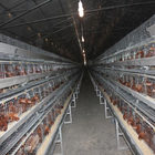 A Frame Poultry Battery Cage Automatic Feeding Cleaning System