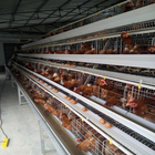 A Frame Poultry Battery Cage Automatic Feeding Cleaning System