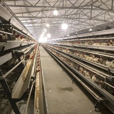 Wytrzymała, warstwowa klatka dla kurczaków z 3 lub 4 poziomami do wykorzystania przestrzeni i długotrwała odporność na korozję Odpowiednia dla ferm drobiu