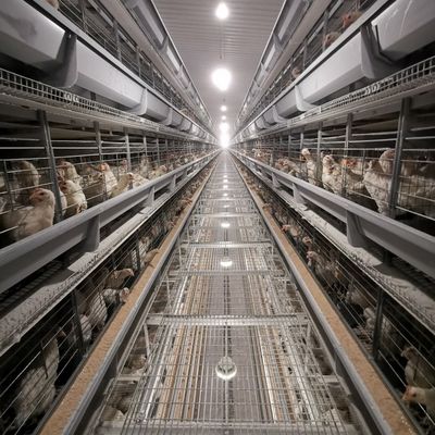 Fabryczny system klatki baterii dla brojlerów typu H z galwanizacją w gorącej wodzie, miękkimi matami z tworzyw sztucznych i automatycznym czyszczeniem nawozu dla komercyjnych gospodarstw z kurczakami mięsnymi