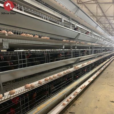 Klatka warstwowa typu H z galwanizacją ciepłą i automatycznym karmieniem dla dużych projektów hodowli drobiu
