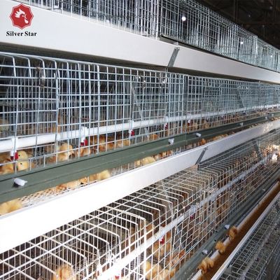 Automatyczny system klatki dla brojlerów typu H dla gospodarstw handlowych