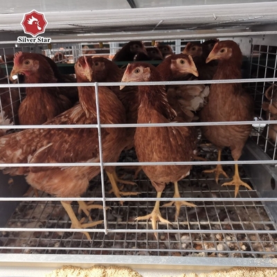 H Type Layer Chicken Cages System Q235A Automatic Laying Hen Egg Battery