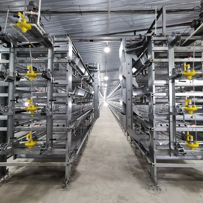 Sprzęt dla hodowli drobiu Typ H System automatyczny Bateria Broiler Kurczak Klatka