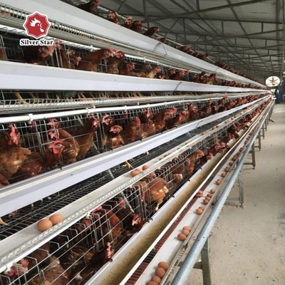 43*41*41 Cm Per Cell Layer Chicken Steel Cage 4 Birds Per Cell