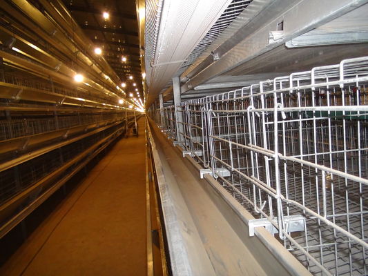 1950×2300×1500 Galvanized Automatic A Type Layer Cage Egg Chicken Poultry Farm Automatic Breeding System