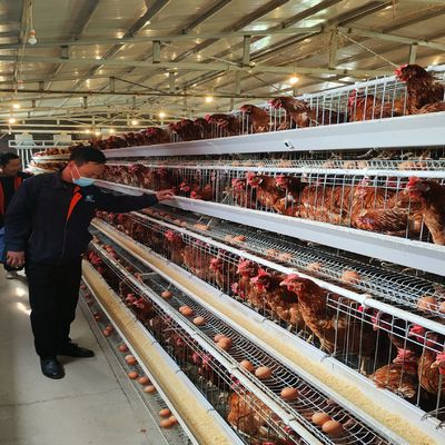 Kosztowo efektywny system klatki akumulatorowej typu A w warstwie z doskonałą wentylacją dla gospodarstw drobiowych o trzech lub czterech poziomach