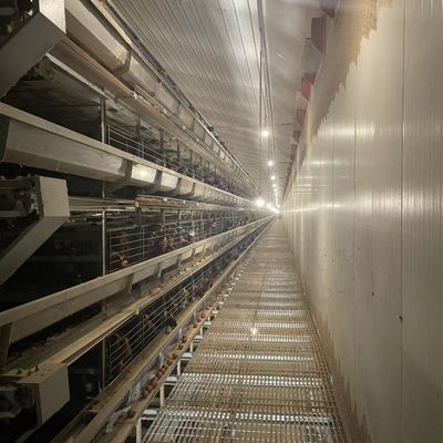 Standard Layer Chicken Cage for Optimal Space Utilization and Durable Poultry Rearing