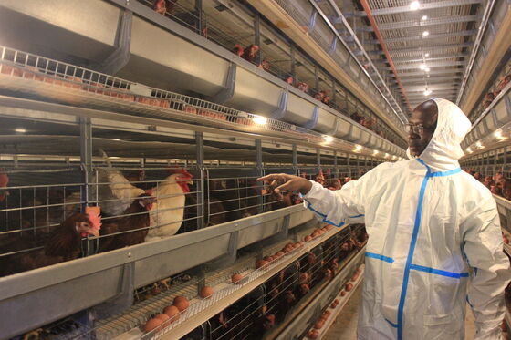 Projektowanie kurczaka domek składowy kocioł H typ broiler klatki karmiący system klatki baterii jaj kurczak mięso warstwy rasy drób gospodarstwa domowego sprzęt