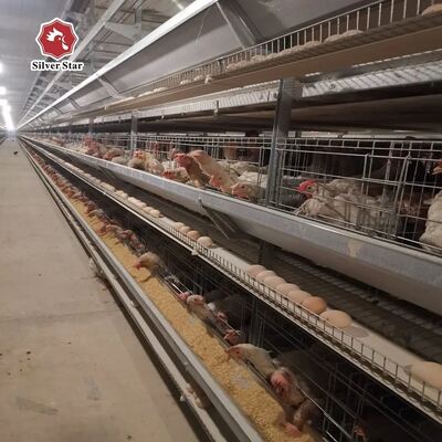 System klatek bateryjnych typu H pod klucz dla ponad 50 000 ptaków, ze stali ocynkowanej ogniowo i z pełną automatyką