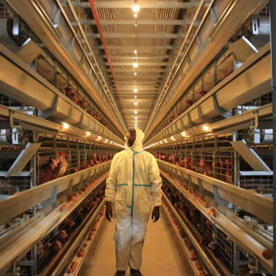 W pełni automatyczny system klatkowy dla brojlerów ze stali ocynkowanej ogniowo, z 3 lub 4 poziomami, do hodowli drobiu