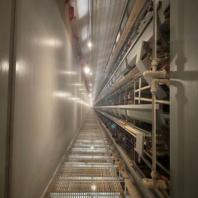 Akumulatory Klatki dla kurczaków Odporne na korozję Długotrwałe urządzenia dla drobiu nadające się do dużych gospodarstw