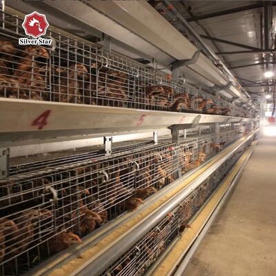 Automatyczny system klatek dla piskląt typu H z cynkowaniem ogniowym i automatycznymi poidełkami smoczkowymi dla 100-300 kurczaków/zestaw
