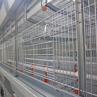 Automated H-Type Broiler Cage System with Hot-Dip Galvanized Steel for High-Density Poultry Farming