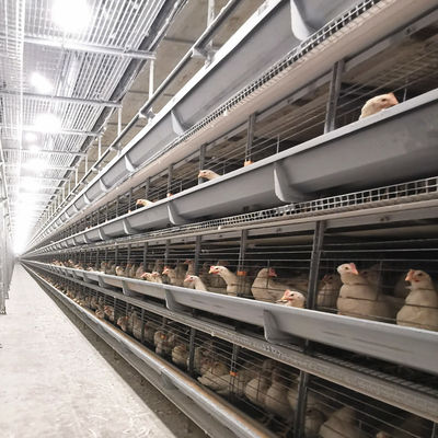 H-Type Automatic Battery Cage System z galwanizacją na gorąco i układającą się modułową konstrukcją dla komercyjnej klatki kurczaka mięsnego