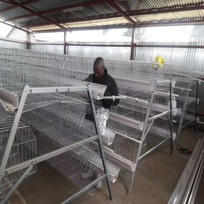 160 Birds / Set A Type Chicken Cage Hot Galvanised Steel Wire